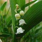 https://upload.wikimedia.org/wikipedia/commons/d/da/Convallaria_majalis2.jpg