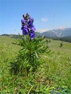 http://slike.hribi.net/slike4/0298463174795_20140719_Velika_planina_030.jpg