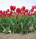 http://nwtripfinder.com/wp-content/uploads/2009/03/tulips1.jpg